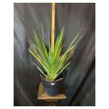 Cane Yucca 10” ironstone pot