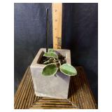 Hoya australis ‘Lisa’ 4” concrete pot