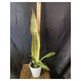 Yellow variegated Sansevieria