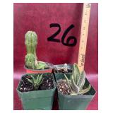 4-4” Cactus and Succulents