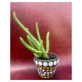 Stapelia 4” plant with mosaic pit