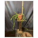 8” zig zag cactus - beautiful!