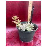 6” Succulent mix