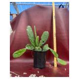 1 Gallon Cochineal Opuntia Cactus