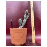 6” Paper Spine Cactus
