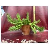 6” Eaves Needle Cactus Plant