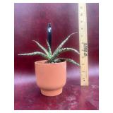 4” Christmas Aloe Plant