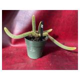 6” Monkey Tail Cactus Plant