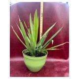 Cane Yucca 12” Pot