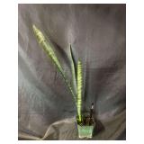 4” Sansevieria Mother in laws tongue
