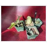 4-4” succulent and cactus plants