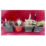 4-4” cactulent and cactus plants
