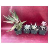 4- 4” Succulents, cactus,