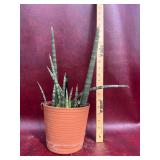6” Sansevieria Snake Plant
