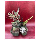 4-4” succulent and cactus plants