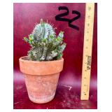 6” euphorbia in terracotta pot