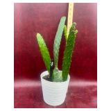 6” Opuntia Cactus plant