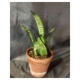 6” Sansevieria mother-in-law’s tongue