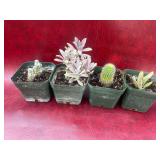 4-4inch cactus and succulent mix