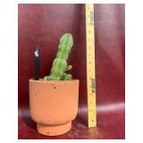 6” Euphorbia plant