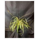 6” Spider plant