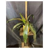 Neoregelia bromeliad hybrid- 1 gallon pot