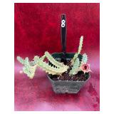 4” Huernia zebrina Plant