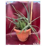 Aloe Vera 12” Planter