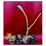 4-4” succulent and cactus plants