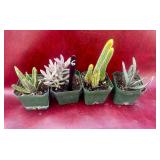4-4” Succulent and cactus plants