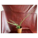Sansevieria snake plant