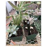 4- 4” Succulents, cactus,