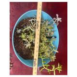 14” Mixed Succulents rooted