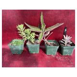 4-4” succulent and cactus plants