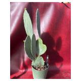 6” Prickly Pear Cactus not hardy