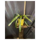 Neoregelia bromeliad - 1 gal pot