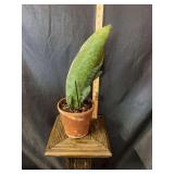 6” Sansevieria- Shark Fin