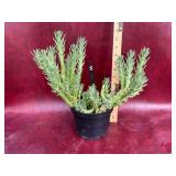 6” Eaves Needle Cactus