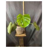 12” Monstera