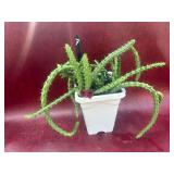 Stapelia Plant