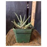 4” Aloe Plant