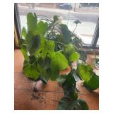 Giant Monstera - 5 gallon pot