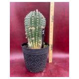 Huge Echinopsis Cactus prolific blooming