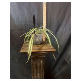 4” Spider Plant in concrete pot