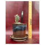 Paper Spine Cactus in Local Handmade Planter