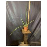 6” Sansevieria Snake Plant