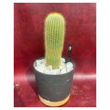 8” Cactus Golden Beauty Plant