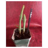4” plant