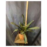 6” Bromeliad Neoregelia hybrids.