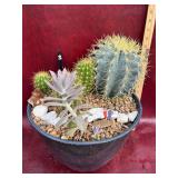 12” Ironstone Planter with Established big cactus!
